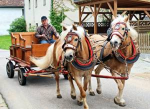mit der Pferdekutsche am Regen entlang